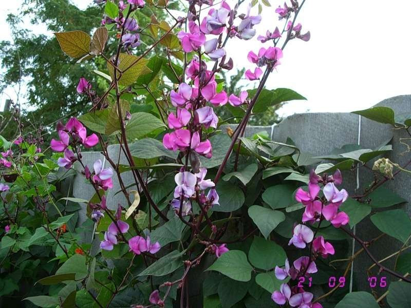 https://hectare.ua/upload/68fd4b4fde3c5.jpg https://hectare.ua/upload/68fd4b4fde3c5.jpg