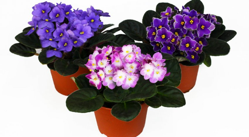 https://hectare.ua/upload/68fd4b54617e4.jpg https://hectare.ua/upload/68fd4b54617e4.jpg