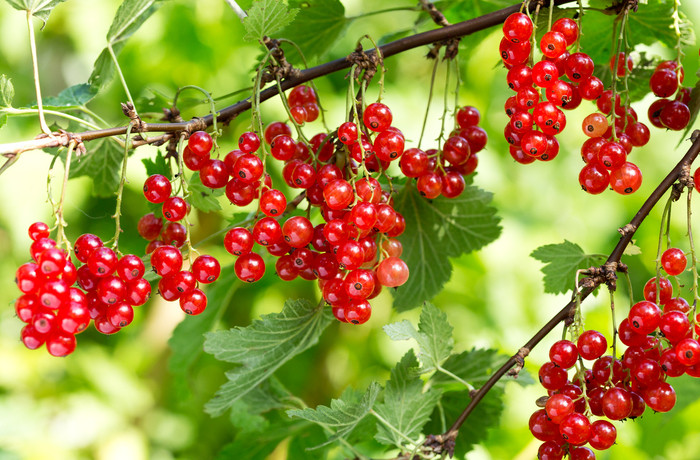 https://hectare.ua/upload/68fd4b5e72c6d.jpg https://hectare.ua/upload/68fd4b5e72c6d.jpg