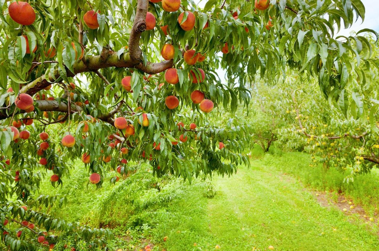 https://hectare.ua/upload/68fd4b677646a.jpg https://hectare.ua/upload/68fd4b677646a.jpg