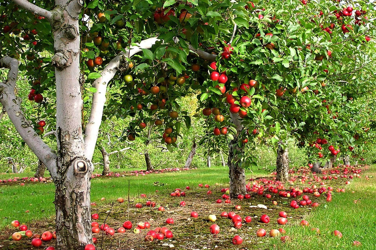 https://hectare.ua/upload/68fd4b6986feb.jpg https://hectare.ua/upload/68fd4b6986feb.jpg