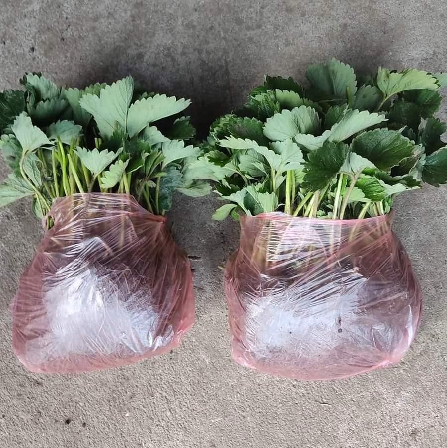 https://hectare.ua/upload/68fd4b803745d.jpg https://hectare.ua/upload/68fd4b803745d.jpg