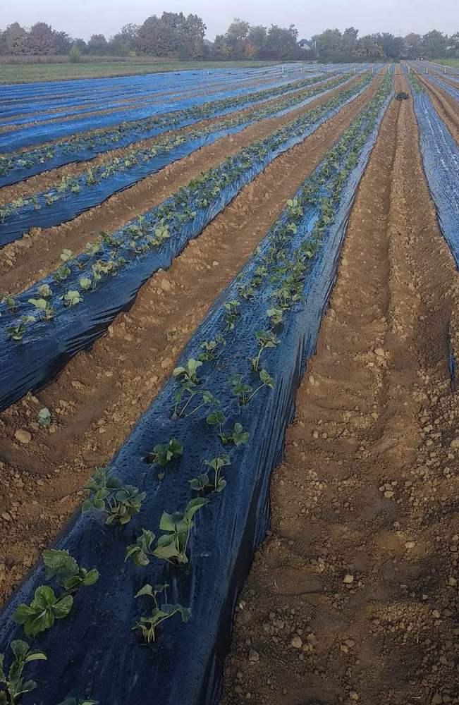https://hectare.ua/upload/68fd4b8fb3d39.jpg https://hectare.ua/upload/68fd4b8fb3d39.jpg