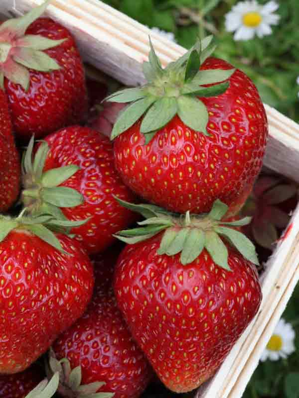 https://hectare.ua/upload/68fd4ba172b83.jpg https://hectare.ua/upload/68fd4ba172b83.jpg