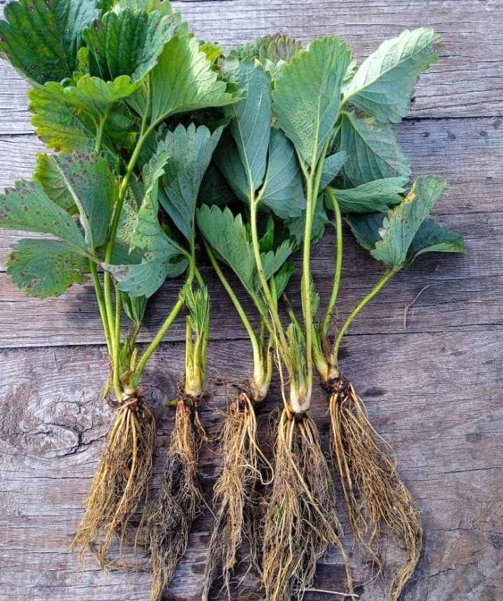 https://hectare.ua/upload/68fd4ba5cdf37.jpg https://hectare.ua/upload/68fd4ba5cdf37.jpg