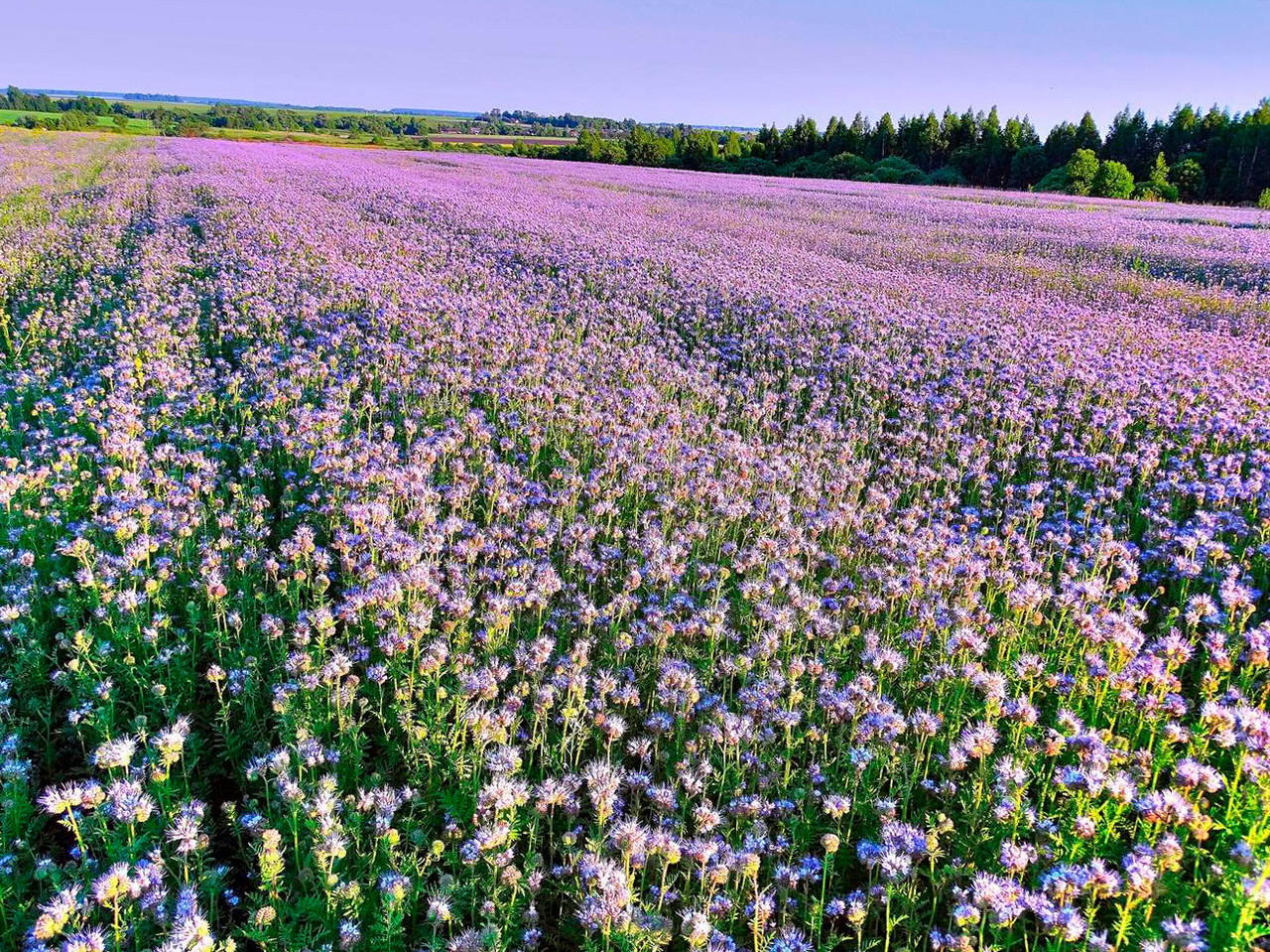 https://hectare.ua/upload/68fd4bbde6a4f.jpg https://hectare.ua/upload/68fd4bbde6a4f.jpg