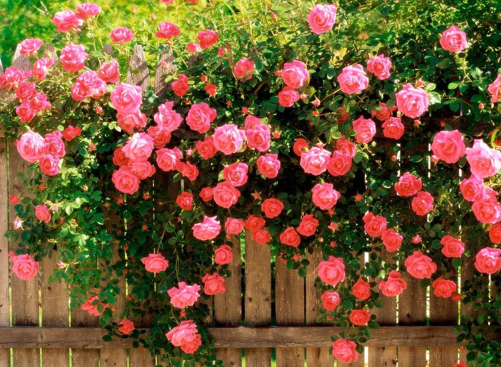 https://hectare.ua/upload/68fd4bd7a1f37.jpg https://hectare.ua/upload/68fd4bd7a1f37.jpg