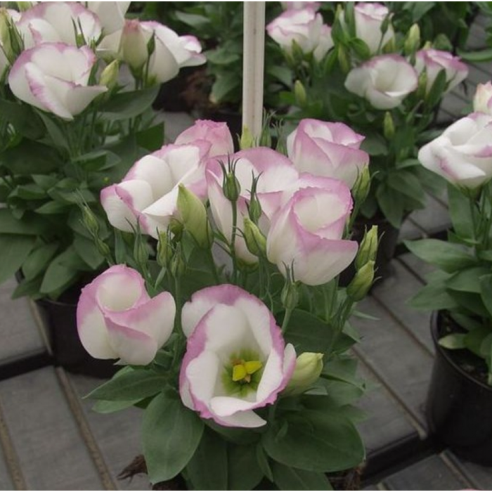 https://hectare.ua/upload/68fd4bdcd2215.jpg https://hectare.ua/upload/68fd4bdcd2215.jpg