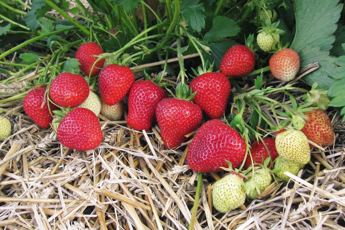 https://hectare.ua/upload/68fd4bf158c34.jpg https://hectare.ua/upload/68fd4bf158c34.jpg