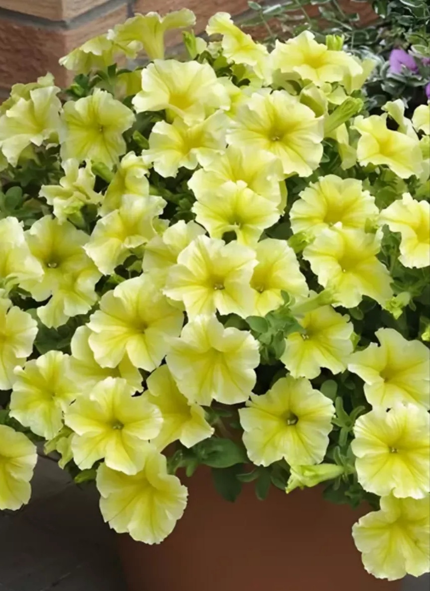 https://hectare.ua/upload/68fd4bf5514a7.jpg https://hectare.ua/upload/68fd4bf5514a7.jpg