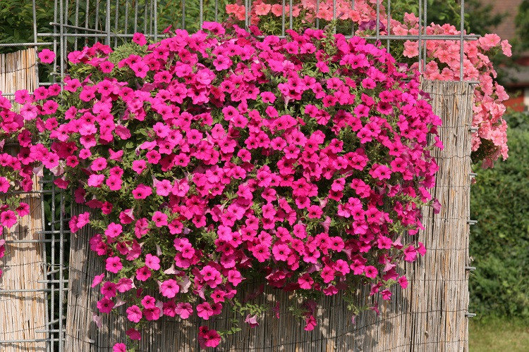 https://hectare.ua/upload/68fd4bf5ee328.jpg https://hectare.ua/upload/68fd4bf5ee328.jpg