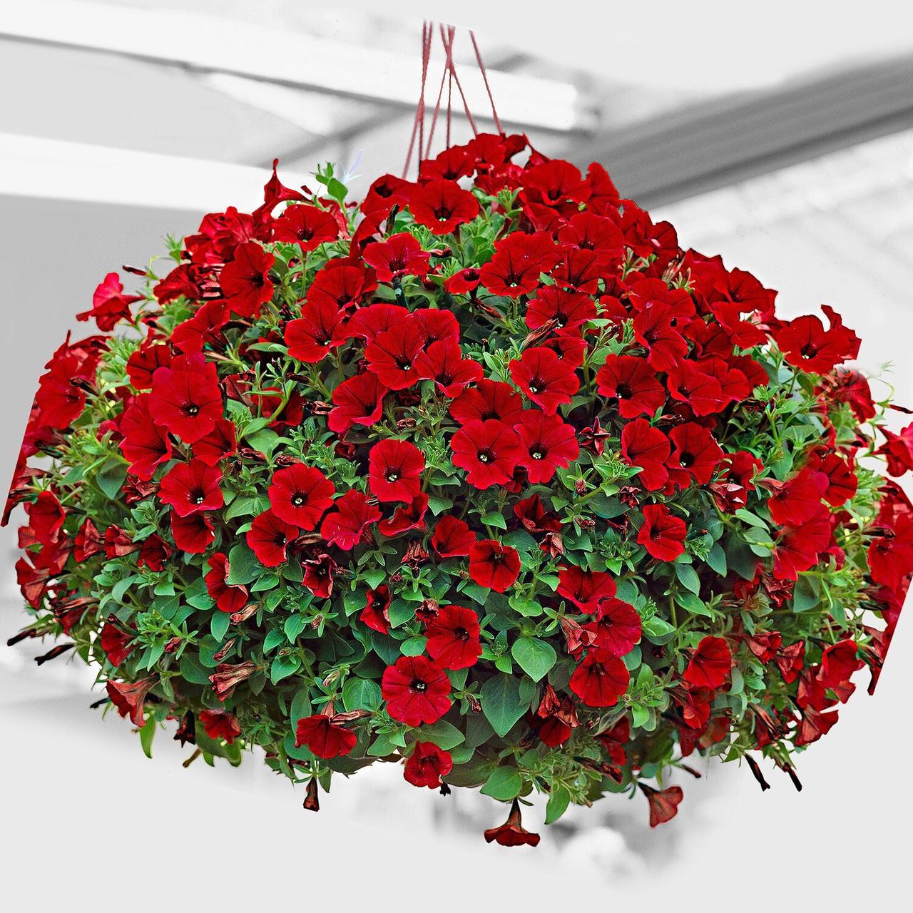 https://hectare.ua/upload/68fd4bf6a6794.jpg https://hectare.ua/upload/68fd4bf6a6794.jpg
