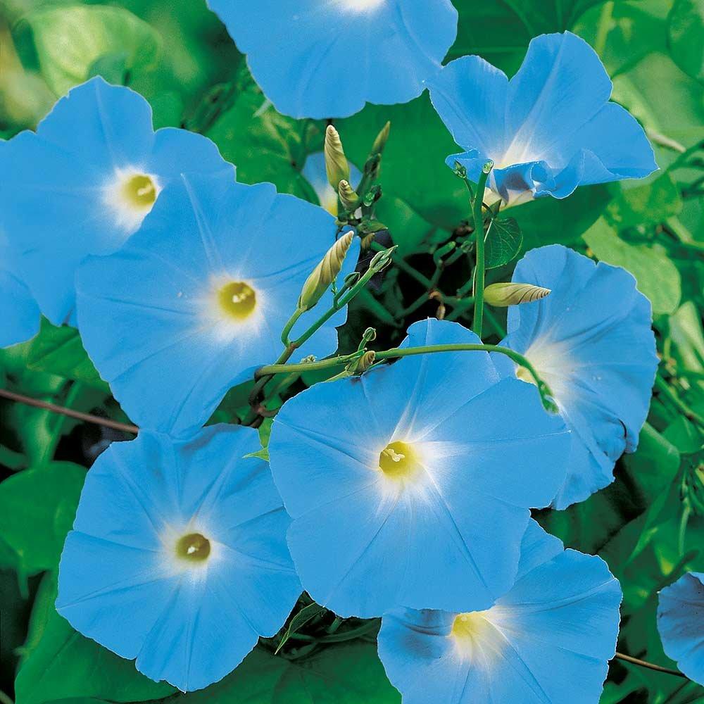 https://hectare.ua/upload/68fd4bfab1998.jpg https://hectare.ua/upload/68fd4bfab1998.jpg