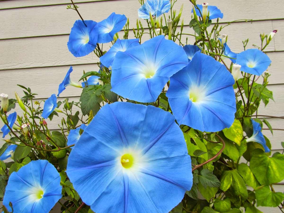https://hectare.ua/upload/68fd4bfb0cef7.jpg https://hectare.ua/upload/68fd4bfb0cef7.jpg