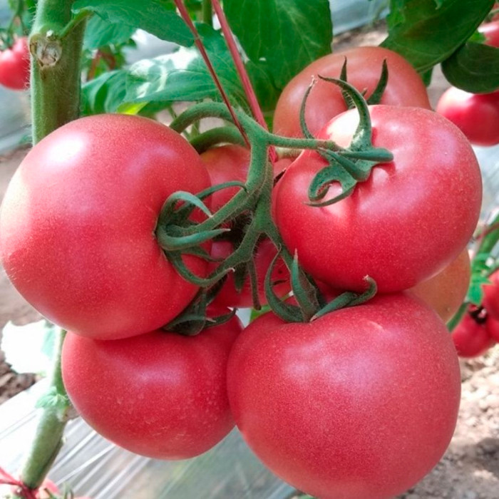 https://hectare.ua/upload/68fd4c01593ab.jpg https://hectare.ua/upload/68fd4c01593ab.jpg