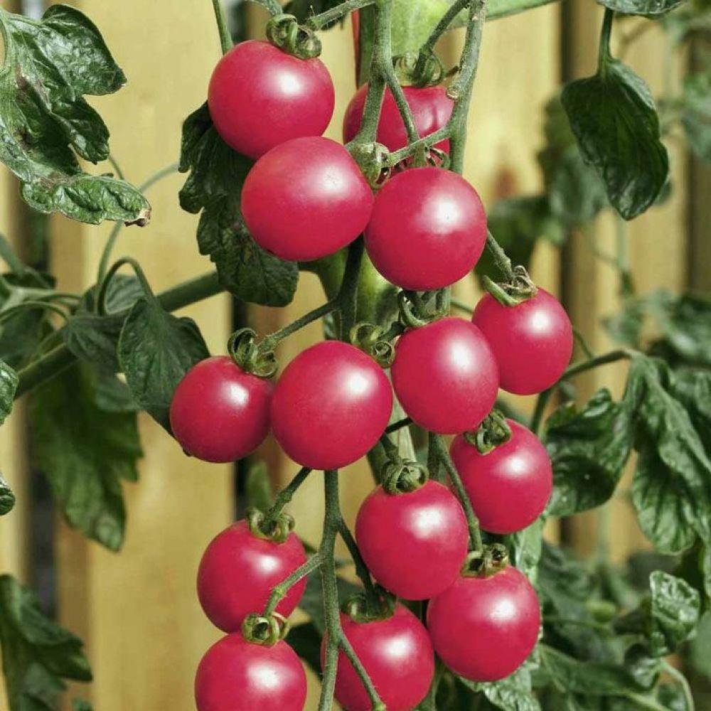 https://hectare.ua/upload/68fd4c021eb61.jpg https://hectare.ua/upload/68fd4c021eb61.jpg