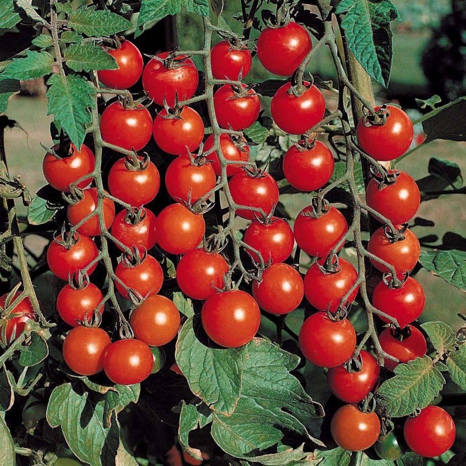 https://hectare.ua/upload/68fd4c08827c4.jpg https://hectare.ua/upload/68fd4c08827c4.jpg