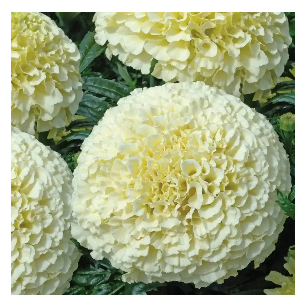 https://hectare.ua/upload/68fd4c2ca05ff.jpg https://hectare.ua/upload/68fd4c2ca05ff.jpg