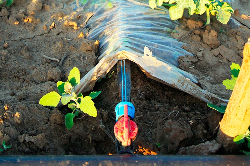 https://hectare.ua/upload/68fd4c48090f2.jpg https://hectare.ua/upload/68fd4c48090f2.jpg