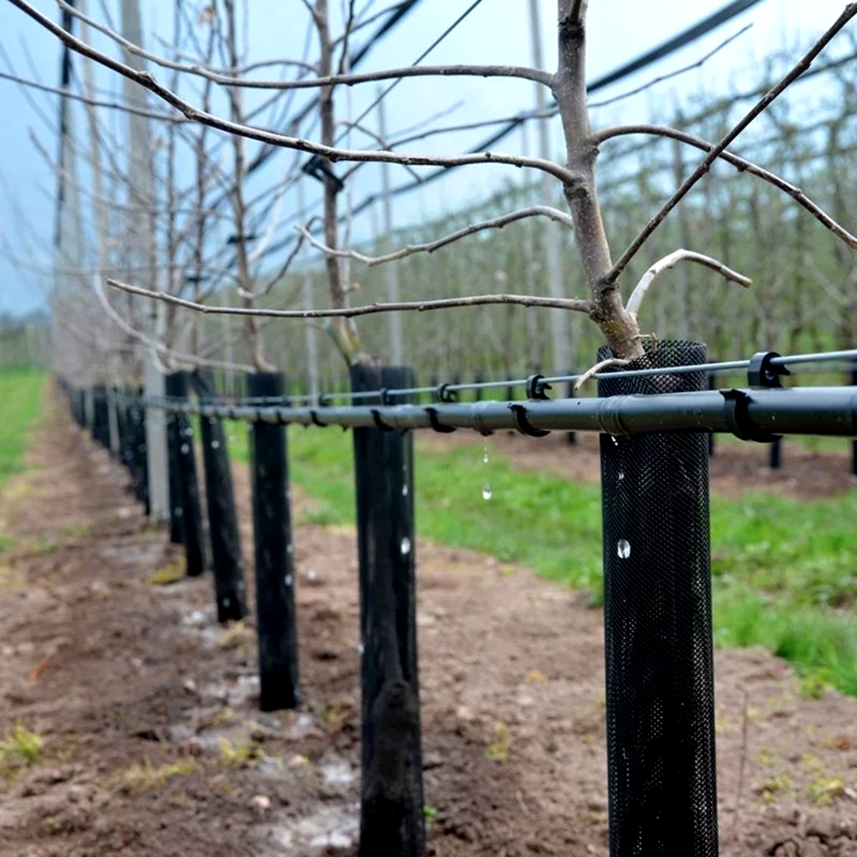 https://hectare.ua/upload/68fd4c931a5a1.png https://hectare.ua/upload/68fd4c931a5a1.png