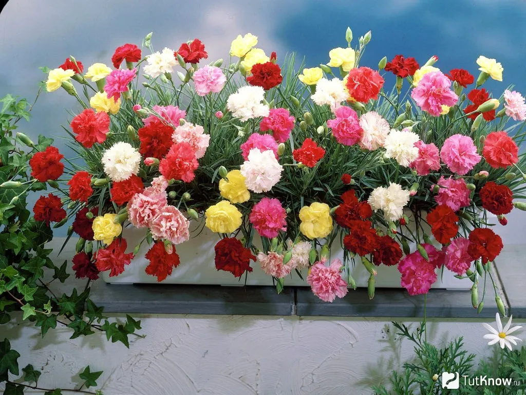 https://hectare.ua/upload/68fffa2e1a123.jpg https://hectare.ua/upload/68fffa2e1a123.jpg
