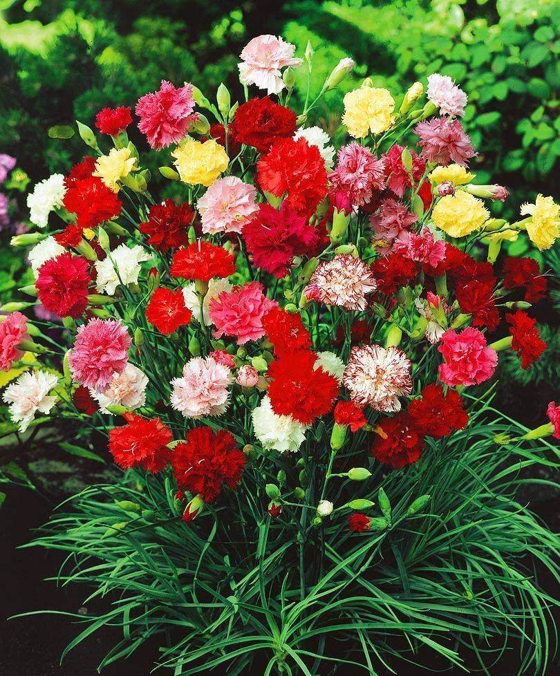 https://hectare.ua/upload/68fffa2e8f807.jpg https://hectare.ua/upload/68fffa2e8f807.jpg