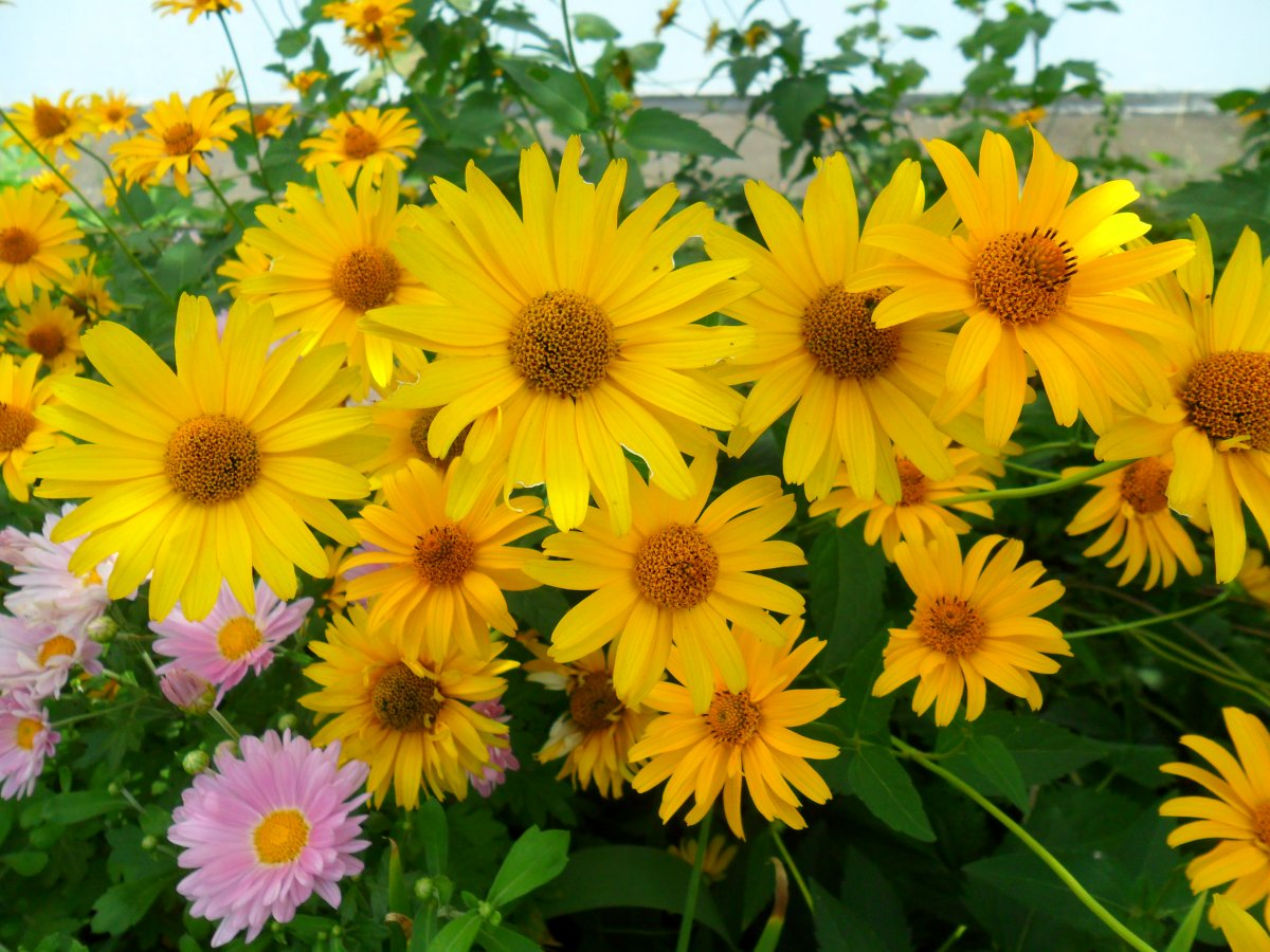 https://hectare.ua/upload/68fffa2f6704b.jpg https://hectare.ua/upload/68fffa2f6704b.jpg