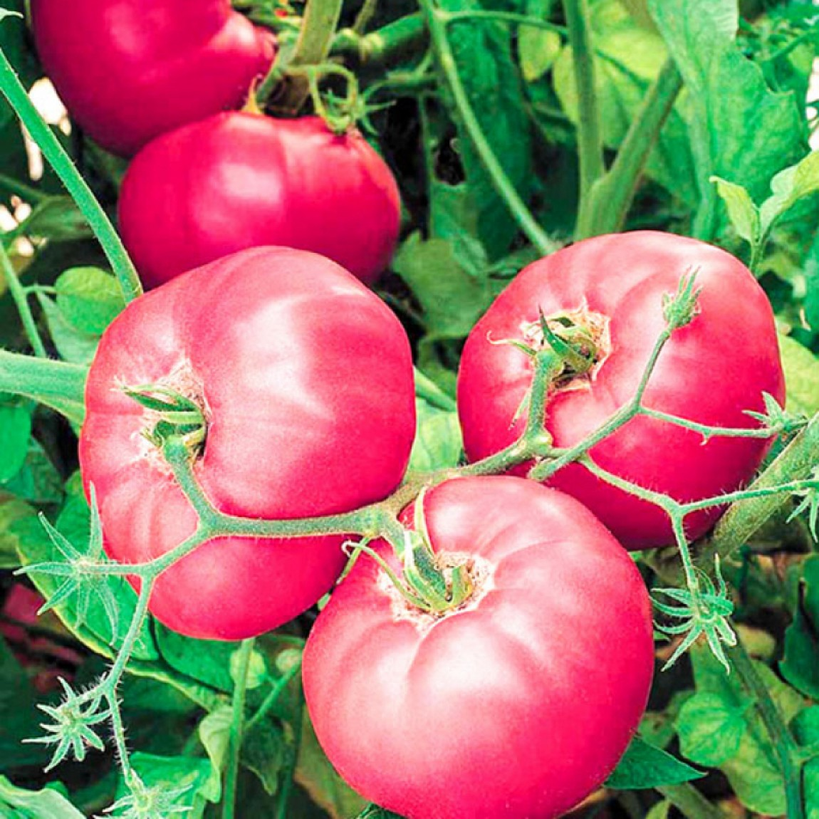 https://hectare.ua/upload/68fffc0b91edc.jpg https://hectare.ua/upload/68fffc0b91edc.jpg