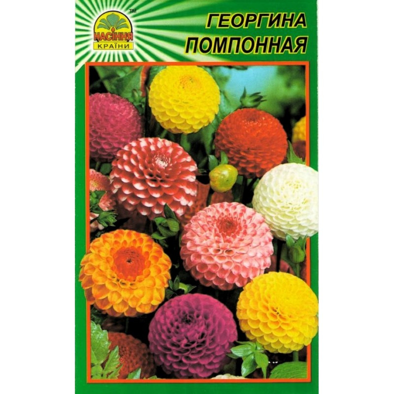 Насіння Жоржина помпонна 15 шт. (Насіння країни) Насіння Жоржина помпонна 15 шт. (Насіння країни)