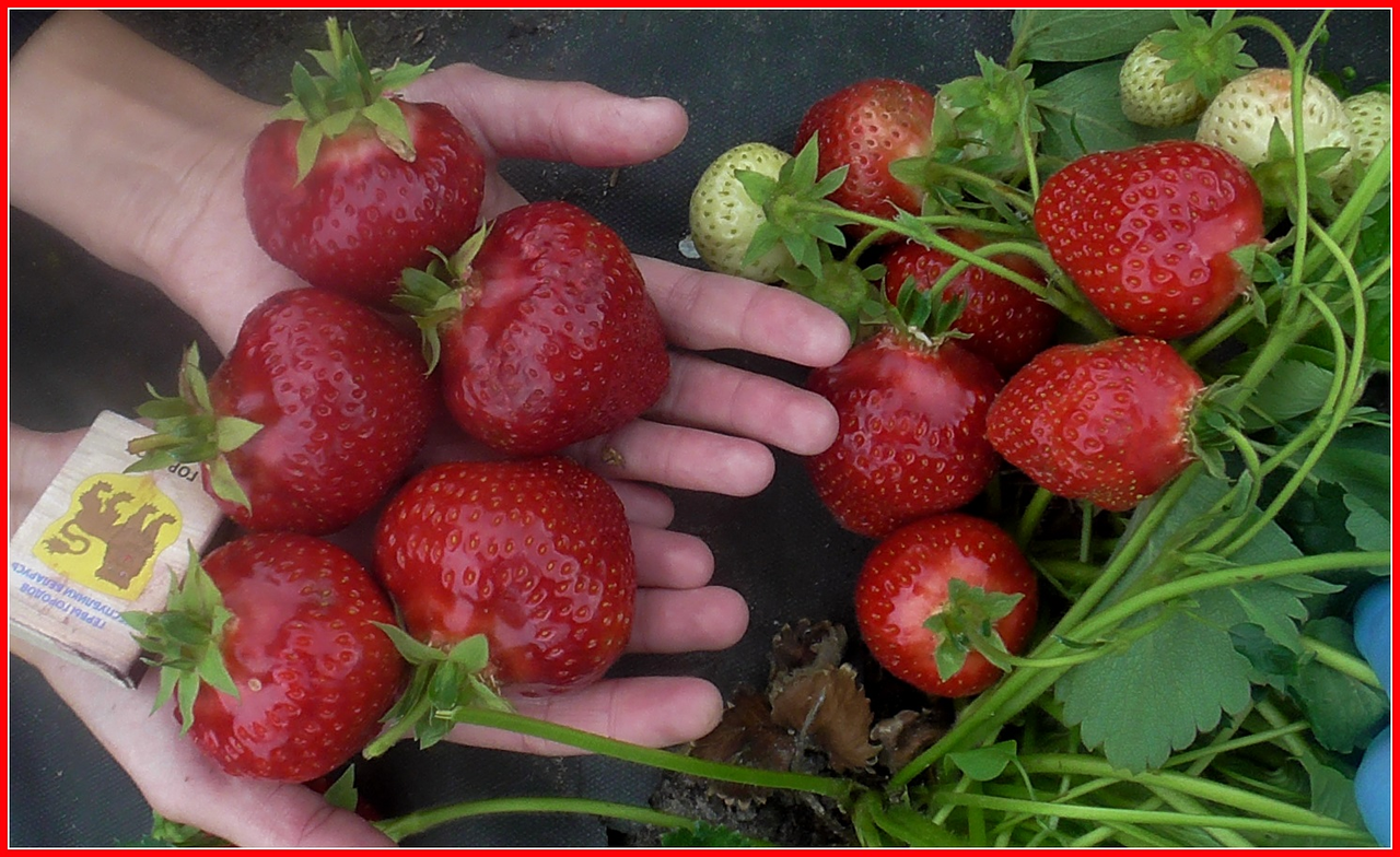 Саженцы среднеспелой крупноплодной клубники Верона – 5 шт. (ОКС) Саженцы среднеспелой крупноплодной клубники Верона – 5 шт. (ОКС)