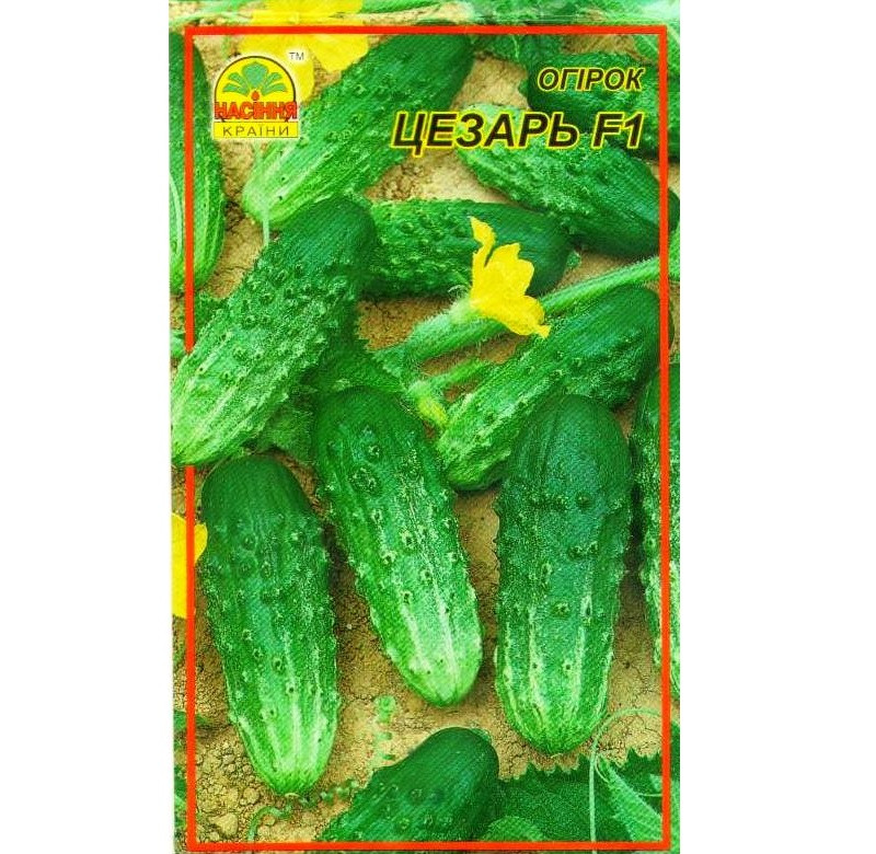 Насіння огірка Цезар F1 15 шт. (Насіння країни) Насіння огірка Цезар F1 15 шт. (Насіння країни)