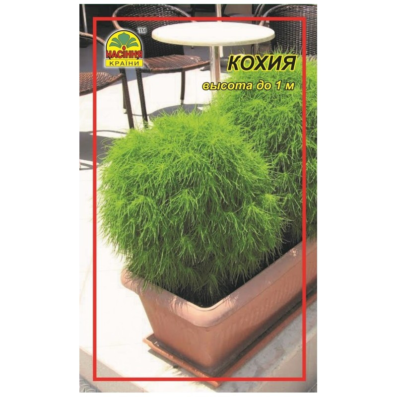 Насіння Кохія 0,1 г (Насіння країни) Насіння Кохія 0,1 г (Насіння країни)