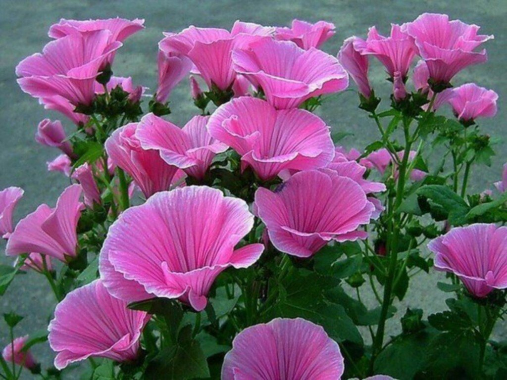 Насіння Лаватера 0,5 г (Насіння країни) Насіння Лаватера 0,5 г (Насіння країни)