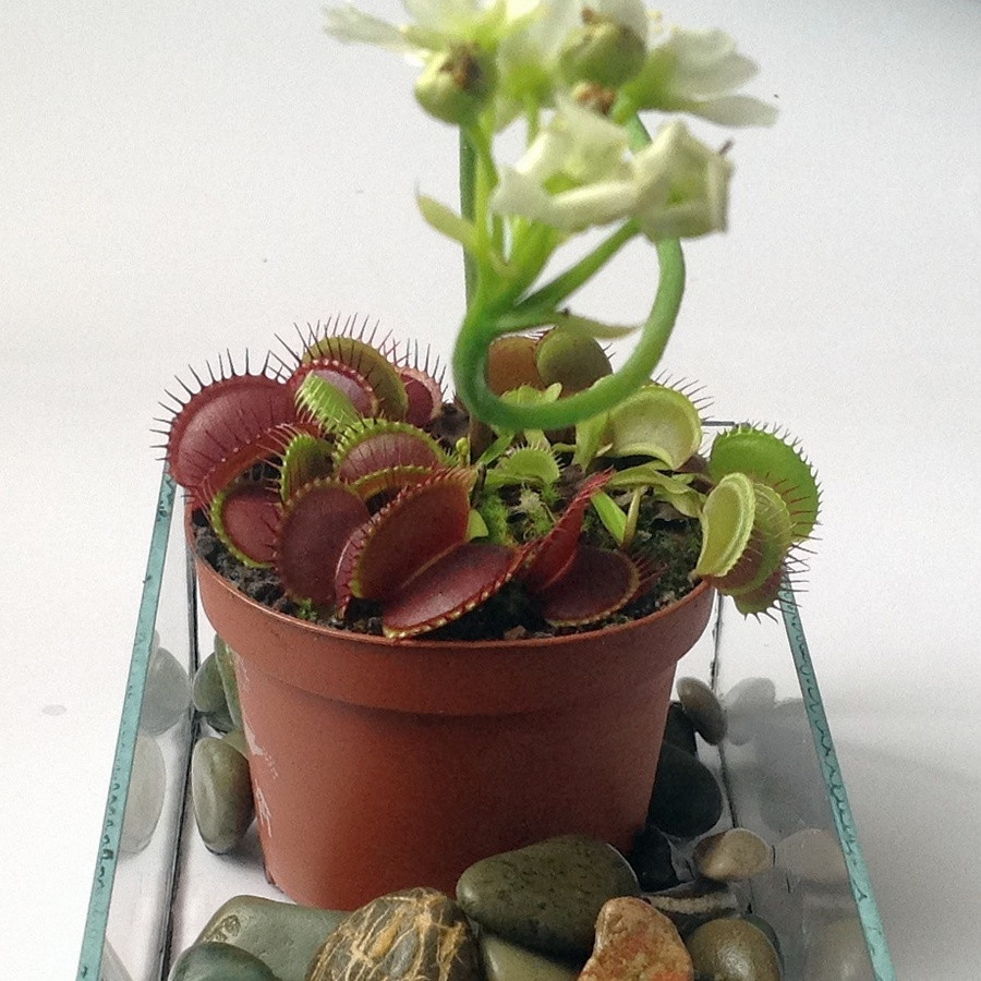 Насіння Венериної мухоловки 5 шт. Насіння Венериної мухоловки 5 шт.