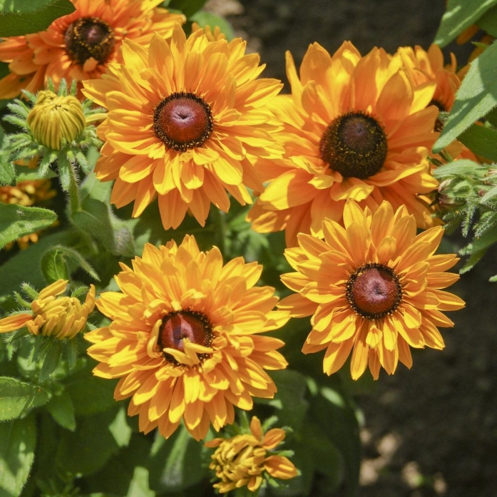 Насіння Рудбекія 0.2 г ( Насіння країни ) Насіння Рудбекія 0.2 г ( Насіння країни )