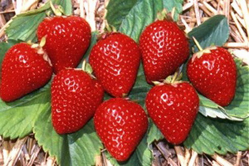 Саженцы клубники Альба Саженцы клубники Альба