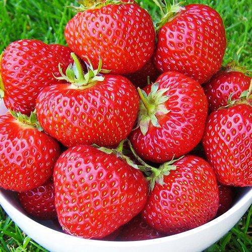 Клубника Фенелла (ОКС) Клубника Фенелла (ОКС)