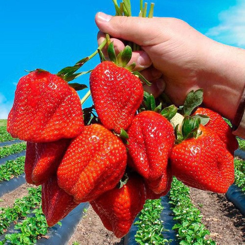 Саженцы ранней ремонтантной клубники Альбион (ОКС) 5 шт. Саженцы ранней ремонтантной клубники Альбион (ОКС) 5 шт.