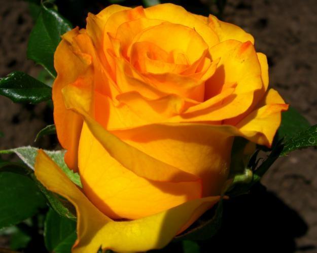 Роза чайно-гибридная Керио (Kerio) Роза чайно-гибридная Керио (Kerio)