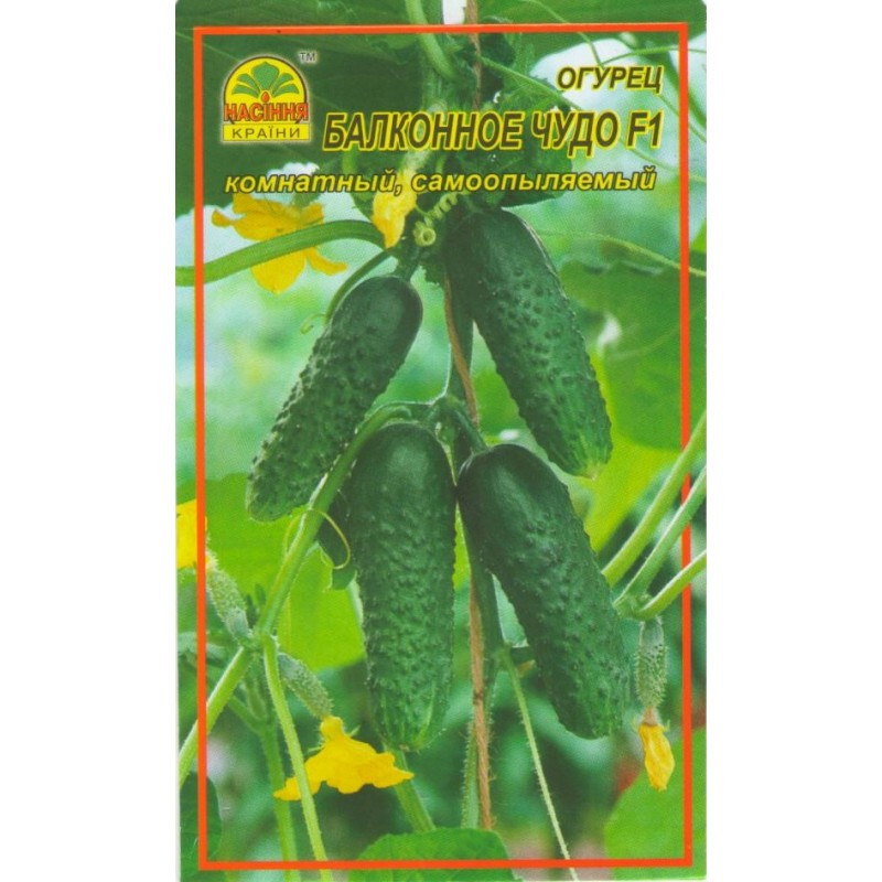 Семена огурца Балконное чудо F1 5 шт. (Насіння країни) Семена огурца Балконное чудо F1 5 шт. (Насіння країни)