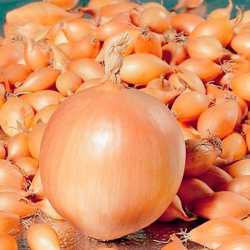 Цибуля сівок Центуріон - 0,5 кг Цибуля сівок Центуріон - 0,5 кг