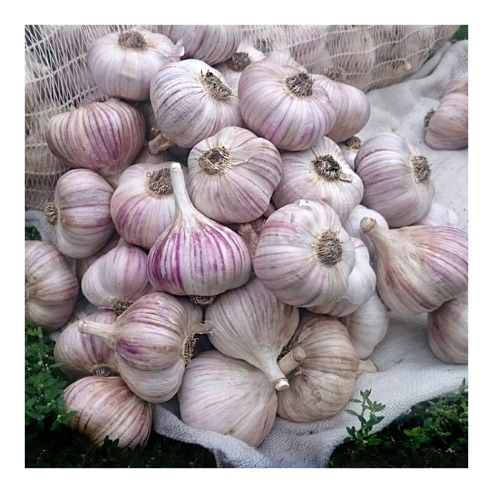 Часник озимий Ірен 100 г Часник озимий Ірен 100 г