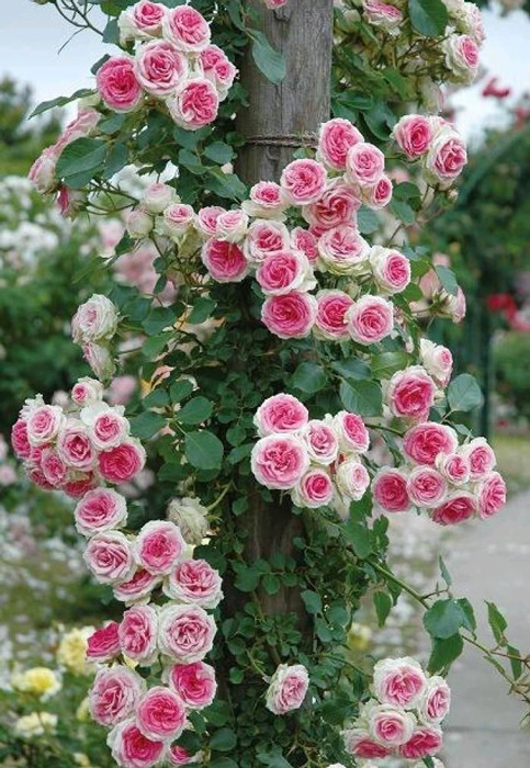 Роза Еден Роуз (Eden Rose) плетиста Роза Еден Роуз (Eden Rose) плетиста