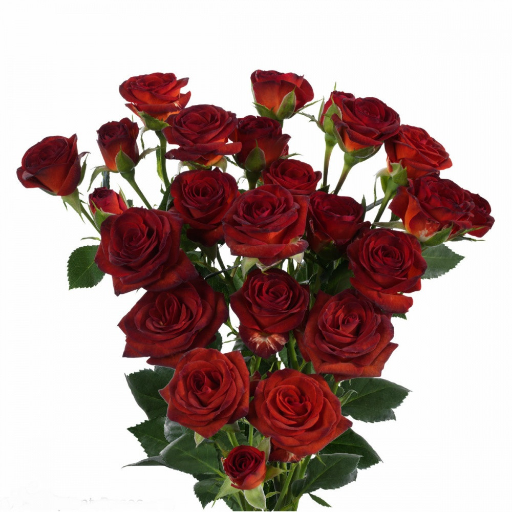 Троянди спрей Браун Шугер (Brown Sugar) Троянди спрей Браун Шугер (Brown Sugar)