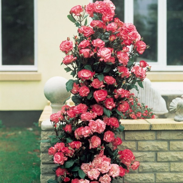 Трояндиста Хендель (Handel) вищий сорт Трояндиста Хендель (Handel) вищий сорт