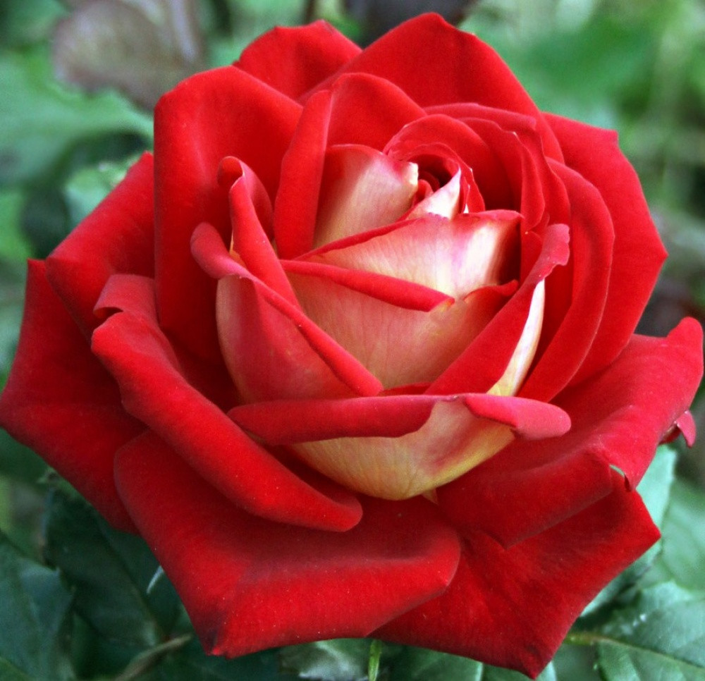 Троянди чайно-гібридна Нью Фешн (New Fashion) Троянди чайно-гібридна Нью Фешн (New Fashion)