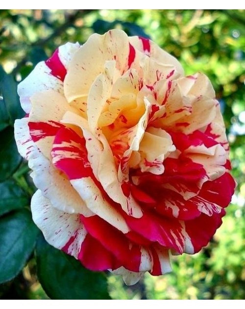 Трояндиста ваніль Фрайз (Vanille Fraise) Трояндиста ваніль Фрайз (Vanille Fraise)