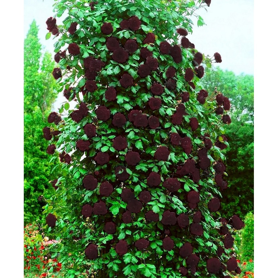 Троянда плетиста Троянда плетиста