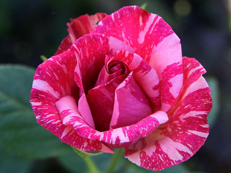 Троянда чайно-гібридна Пінк Інтуїшин (Pink Intuition) Троянда чайно-гібридна Пінк Інтуїшин (Pink Intuition)