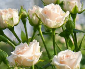 Роза спрей Яна Роза спрей Яна